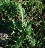 Papaver nudicaule