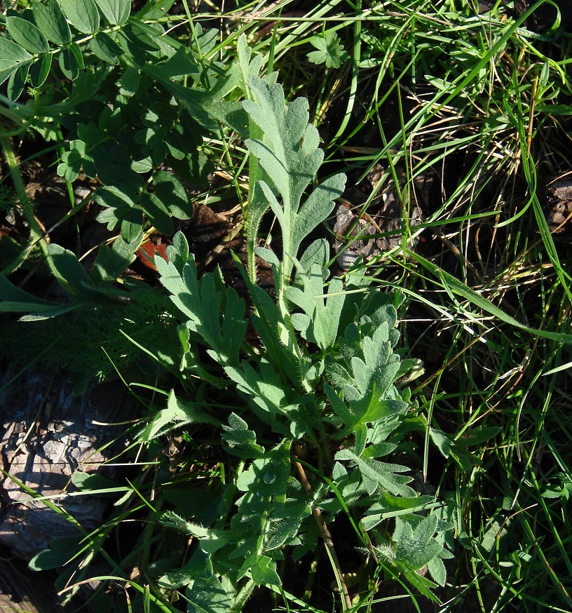 Изображение особи Papaver nudicaule.