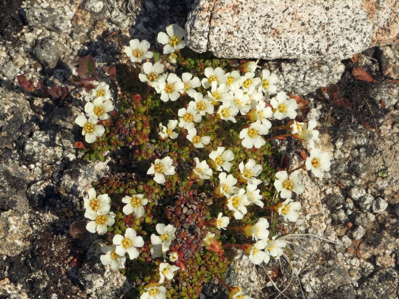 Изображение особи Diapensia obovata.