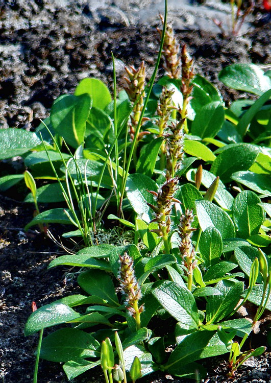 Image of Salix reticulata specimen.