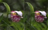 Cypripedium guttatum