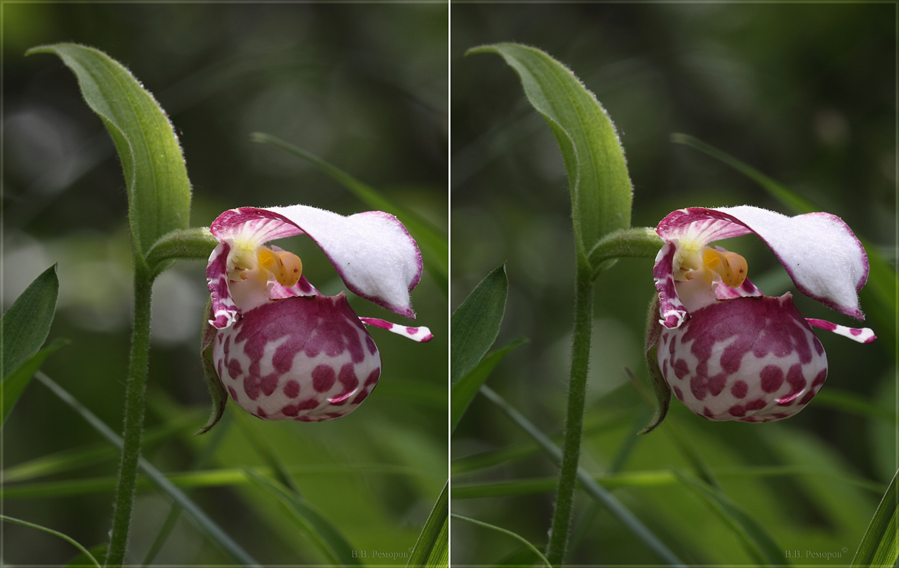 Изображение особи Cypripedium guttatum.