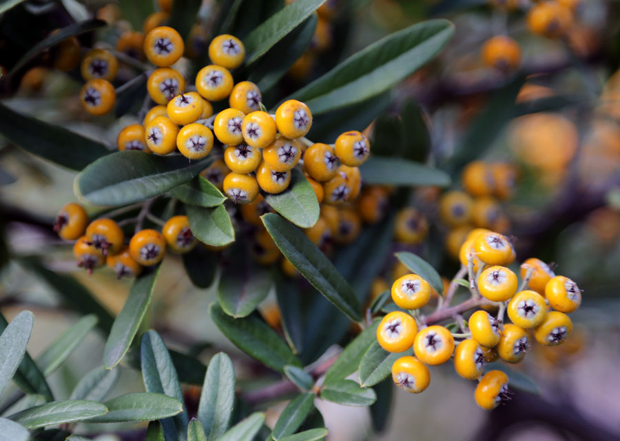 Image of genus Pyracantha specimen.