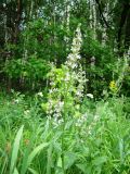 Nepeta nuda