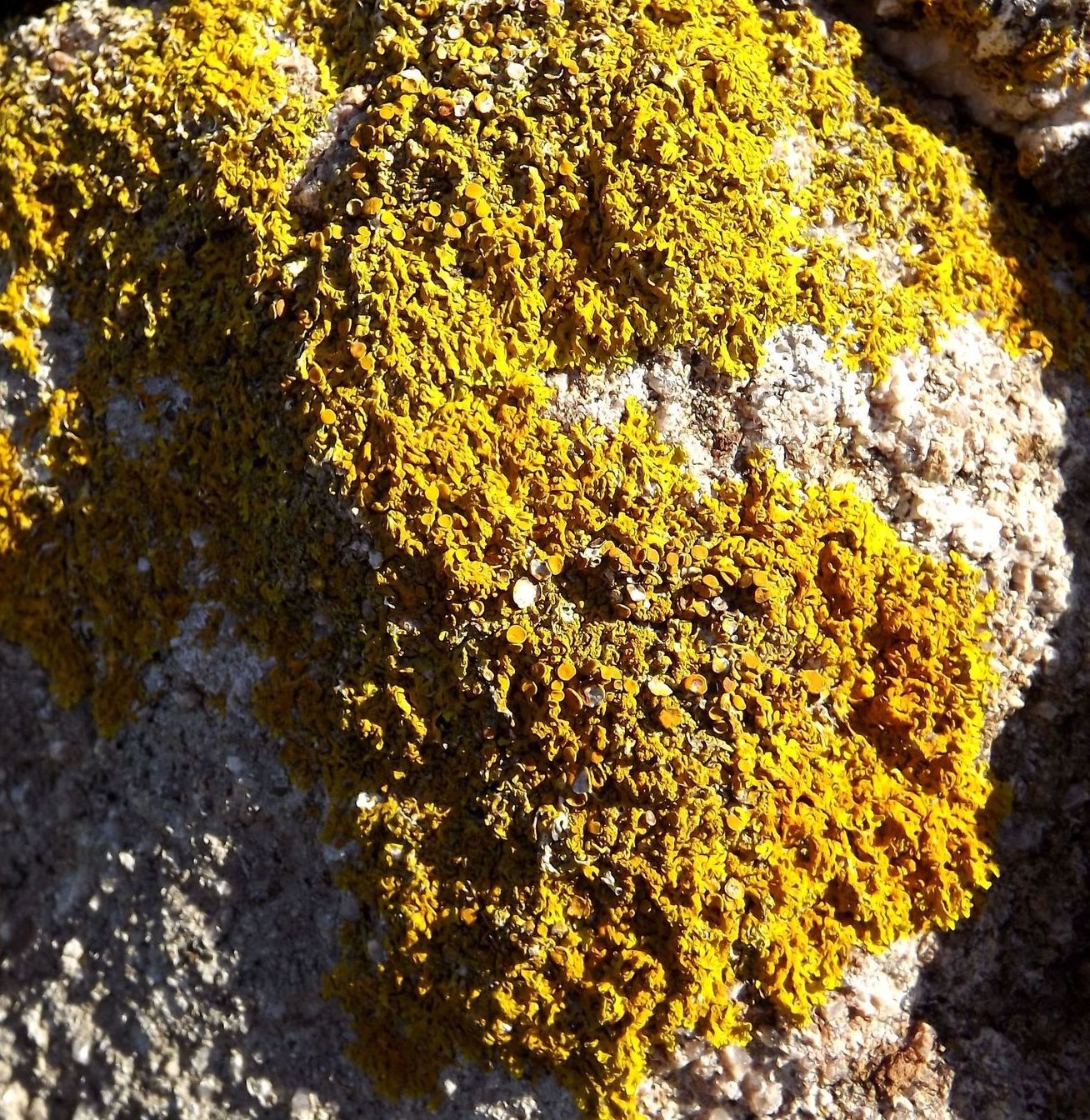 Image of familia Teloschistaceae specimen.