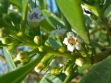 Myoporum acuminatum