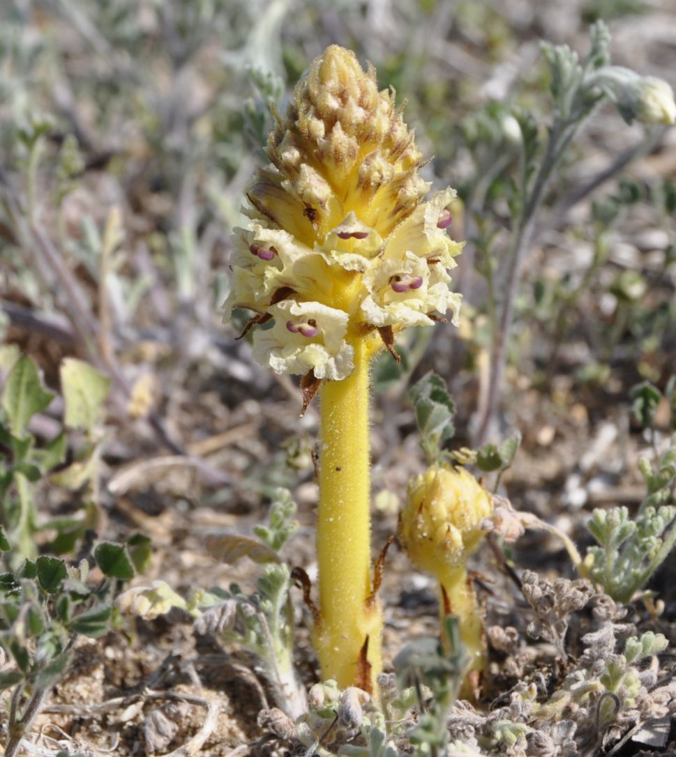 Изображение особи Orobanche minor.