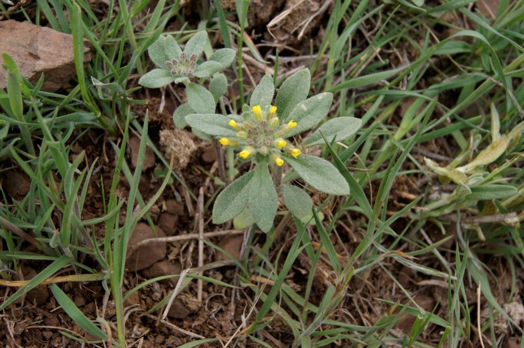 Image of genus Alyssum specimen.