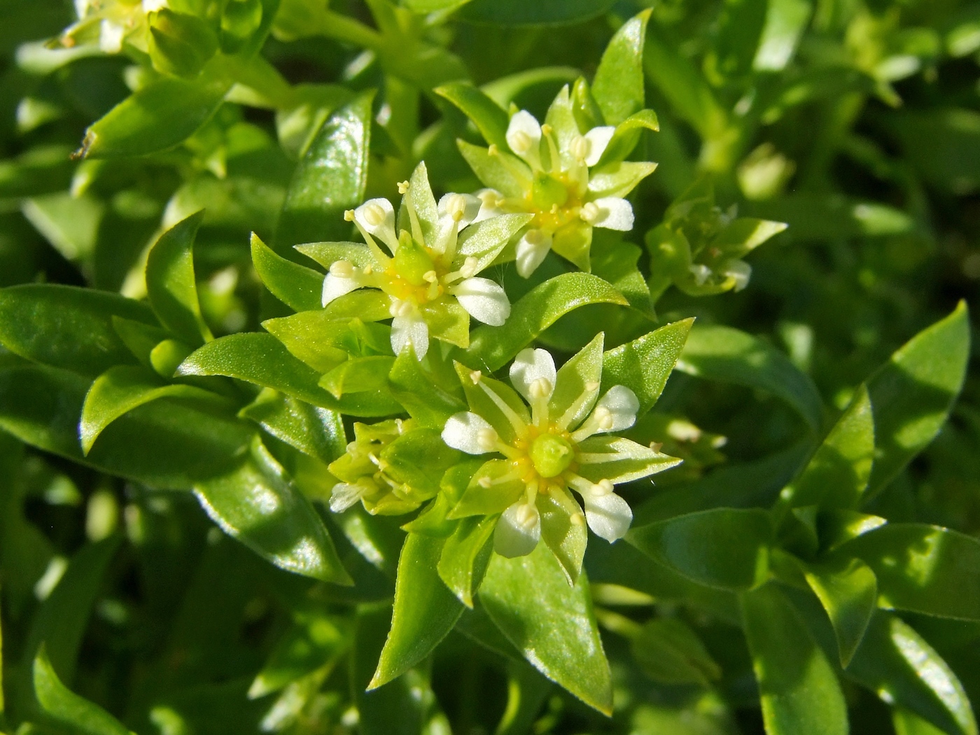 Image of Honckenya peploides ssp. major specimen.