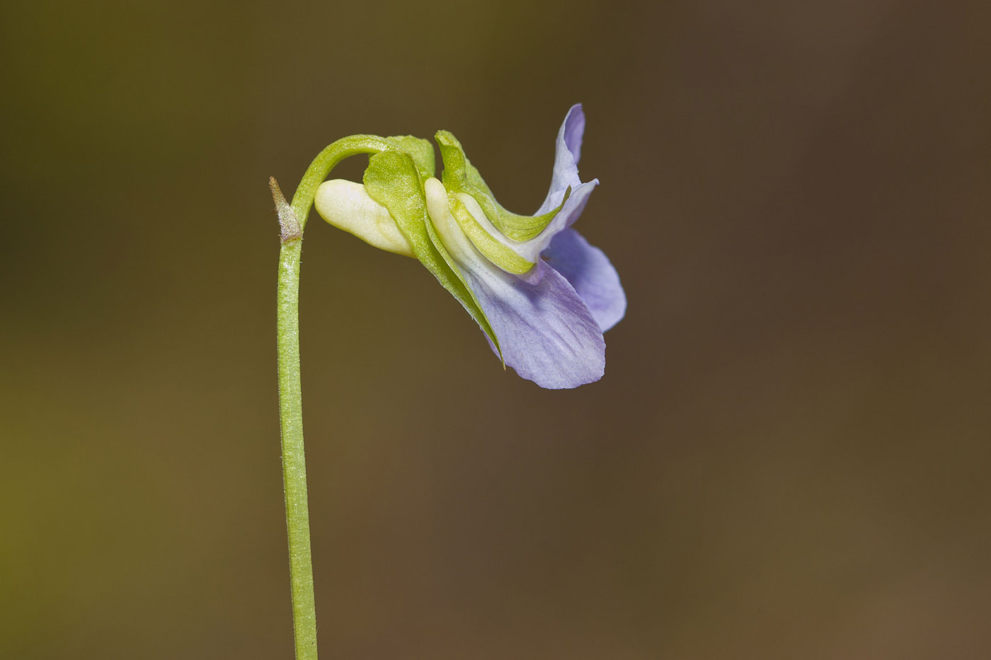 Изображение особи Viola mirabilis.