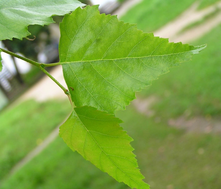 Изображение особи Betula platyphylla.