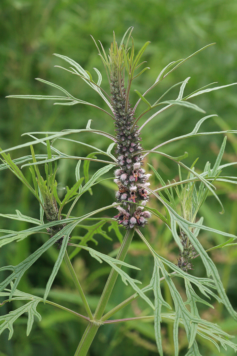 Изображение особи Leonurus deminutus.