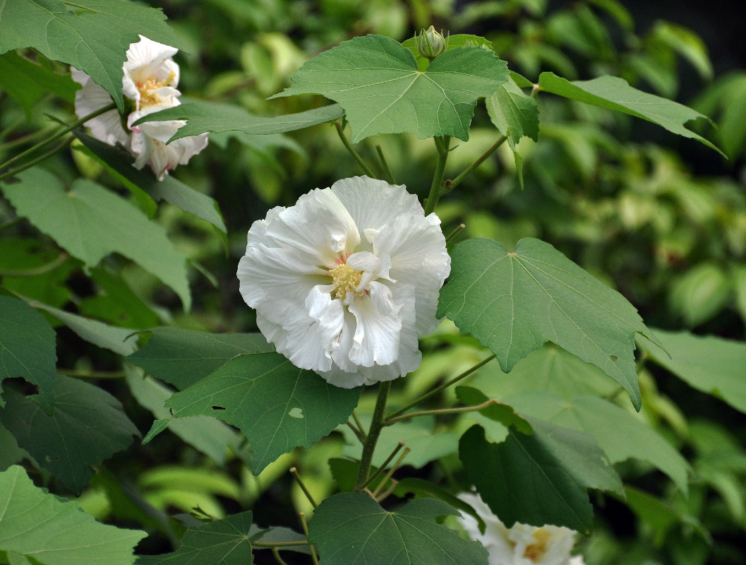 Image of Hibiscus mutabilis specimen.