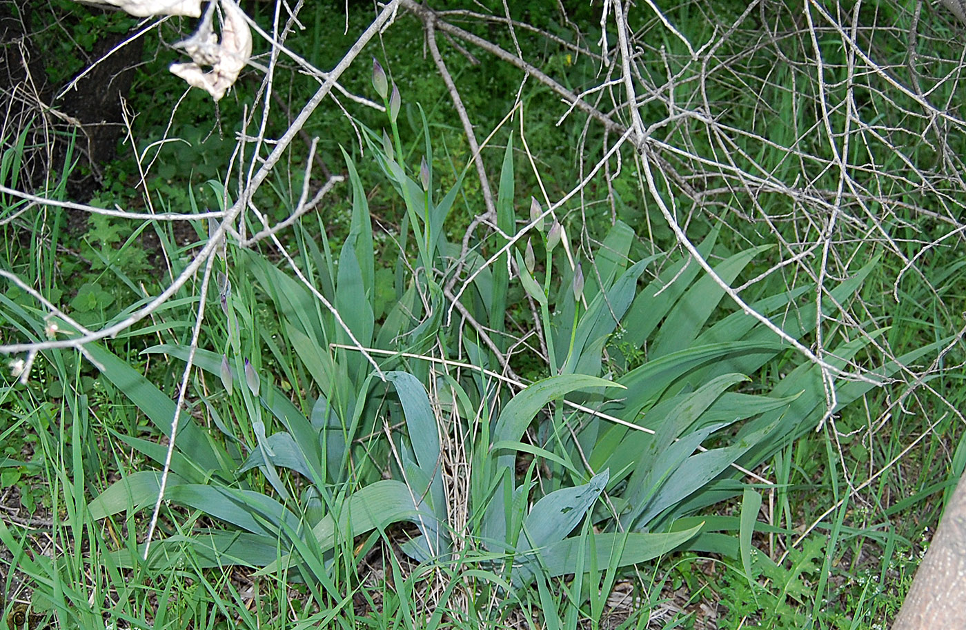 Image of Iris nyaradyana specimen.