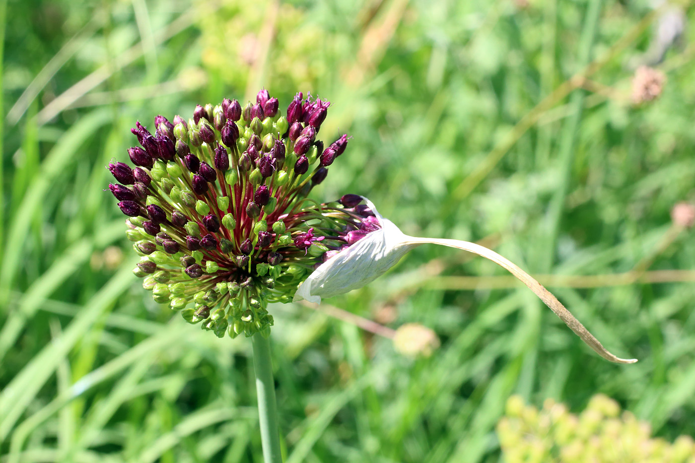 Image of Allium atroviolaceum specimen.