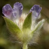 Lomelosia brachiata
