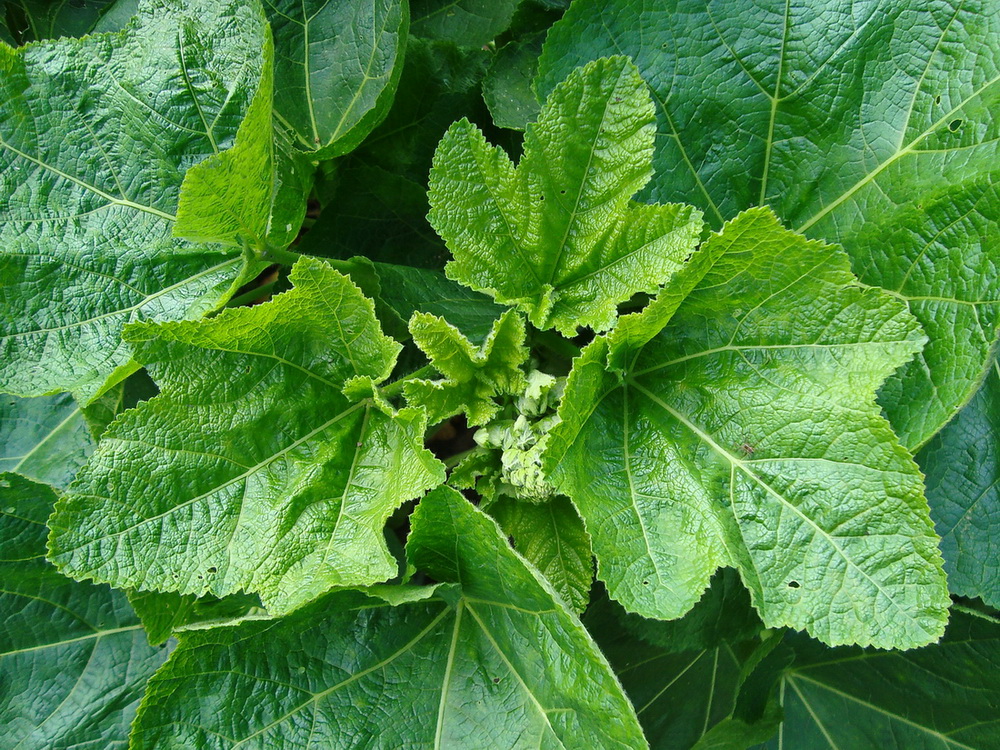 Image of Alcea rosea specimen.