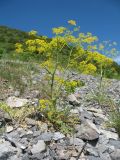 Ferula samarkandica