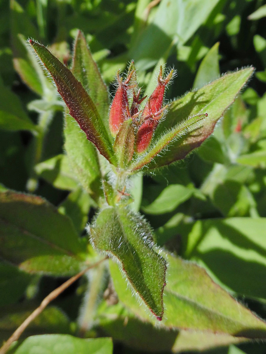 Image of Oenothera pilosella specimen.