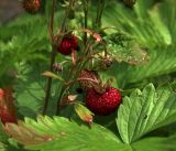 Fragaria vesca. Соплодие с плодами разной степени зрелости, листья. Московская обл., Раменский р-н, окр. дер. Хрипань, садовый участок. 30.06.2017.