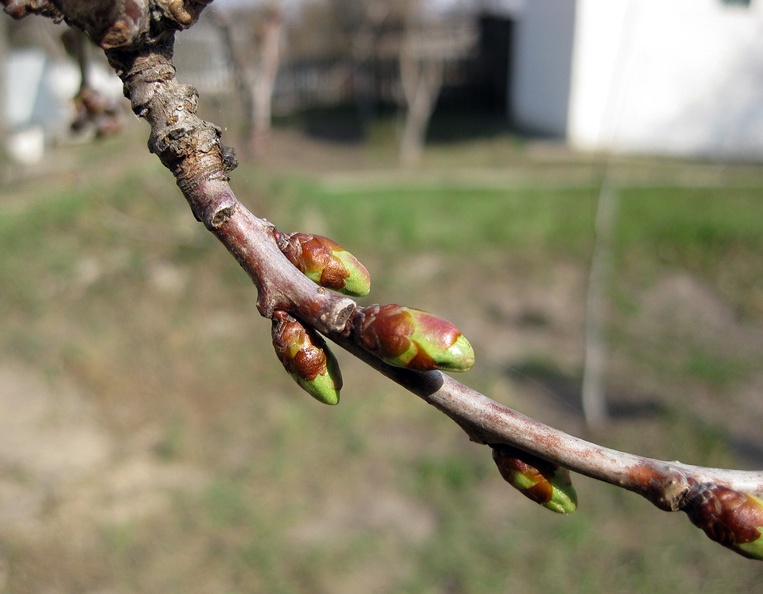 Изображение особи Cerasus vulgaris.