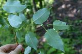 Salix cardiophylla