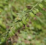 Epipactis subspecies degenii