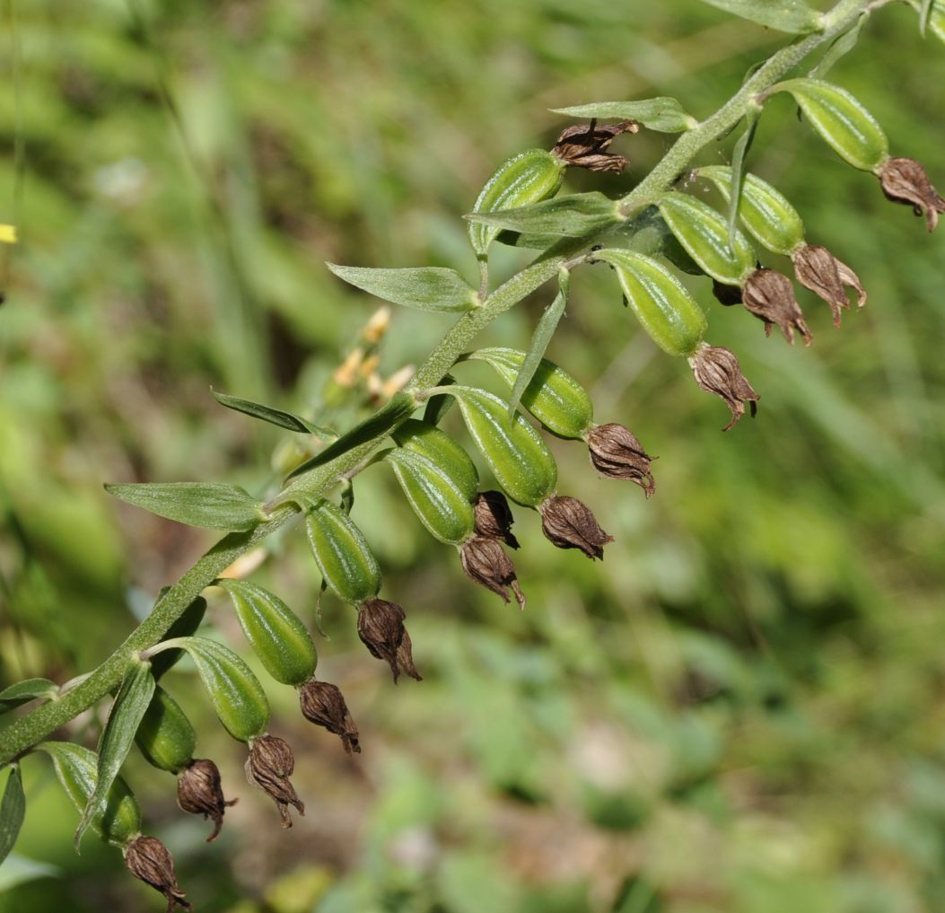 Изображение особи Epipactis helleborine ssp. degenii.