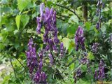 Aconitum moldavicum. Верхушка растения с соцветиями. Украина, Ивано-Франковская обл., Болеховский горсовет, Козакивский сельсовет, окр. с. Козакивка, урочище Марьянка, зарастающая вырубка. 16.07.2017.