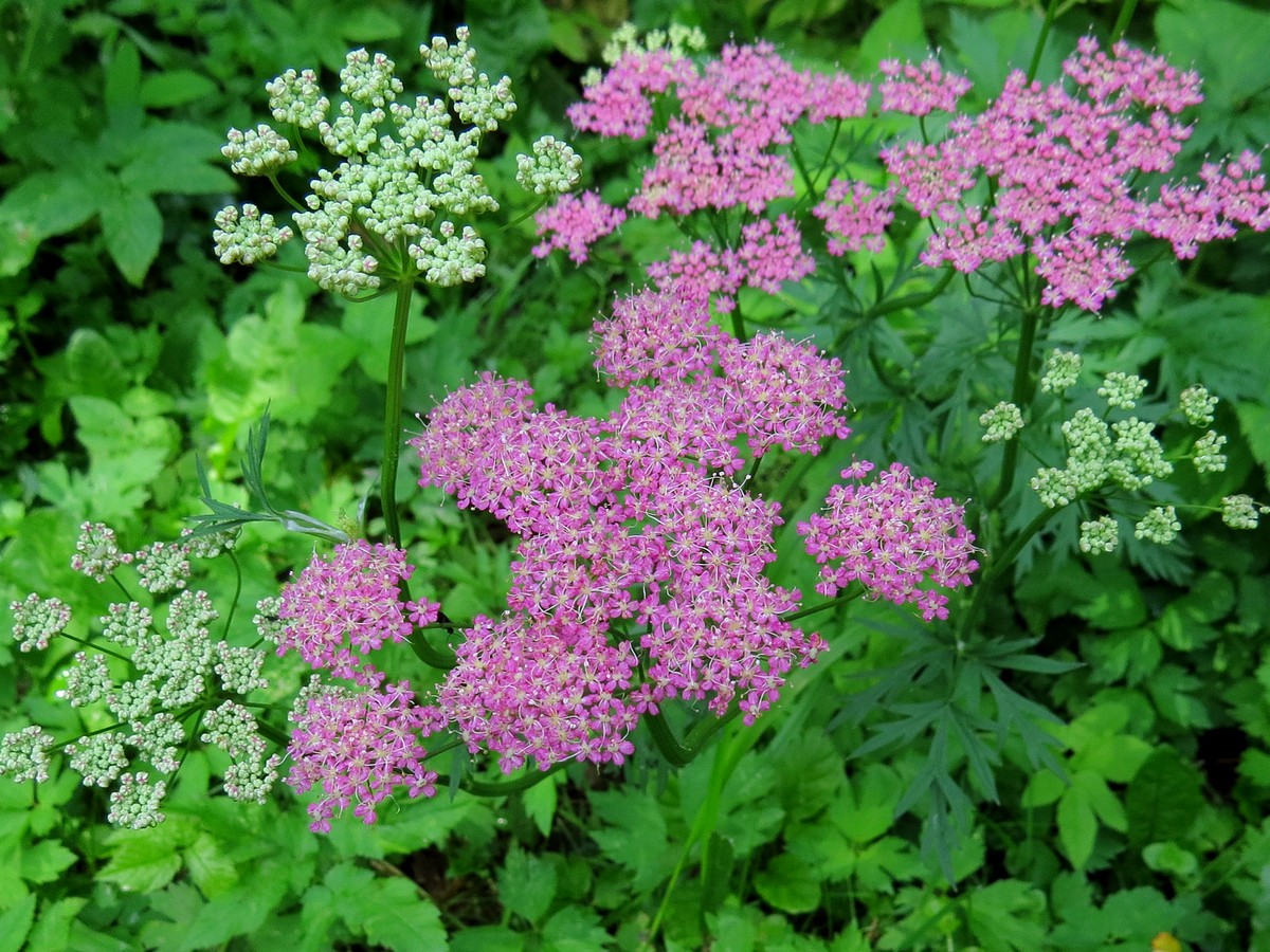 Изображение особи Pimpinella rhodantha.