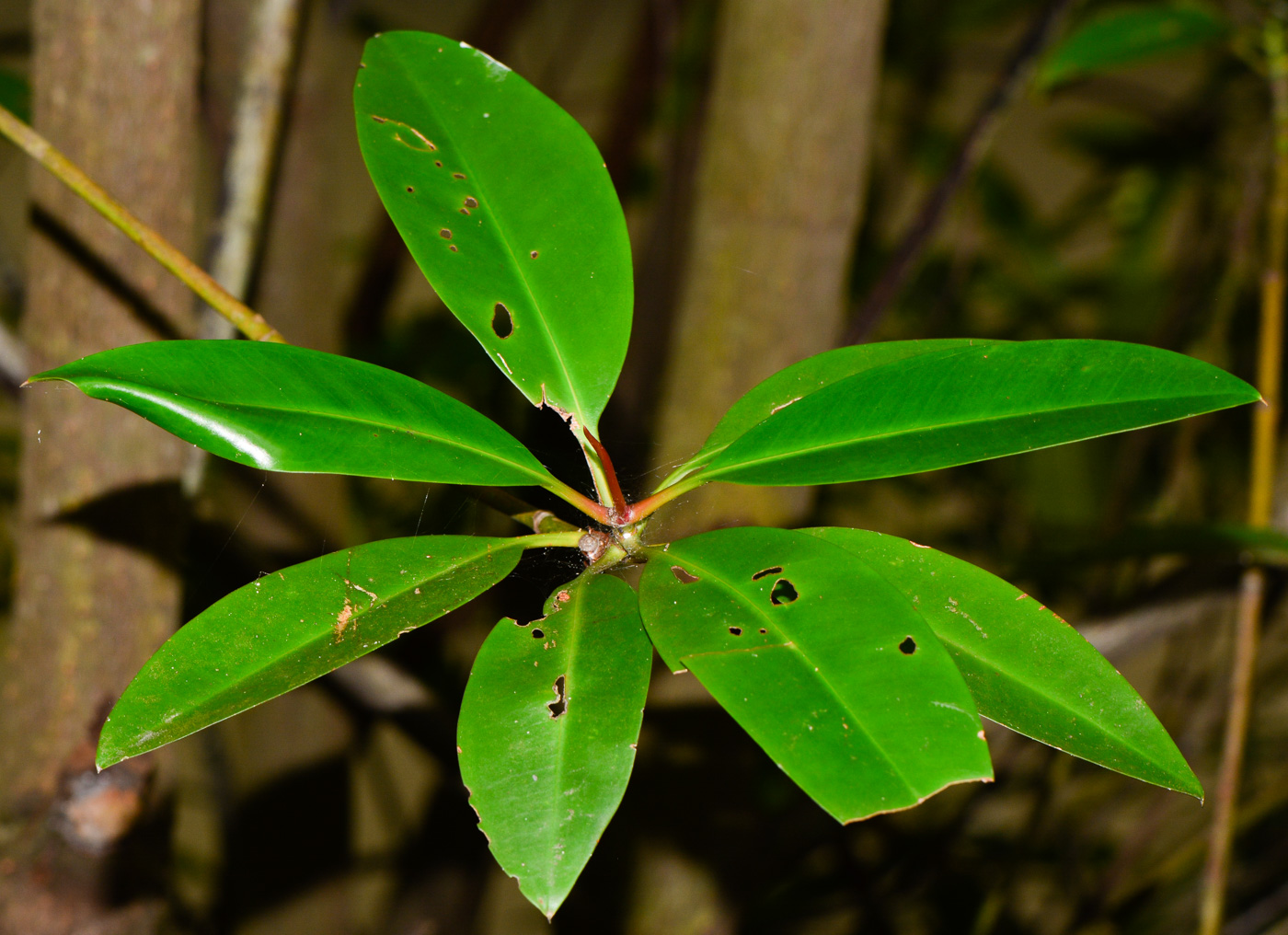 Изображение особи Rhizophora mucronata.