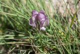 Aconitum confertiflorum