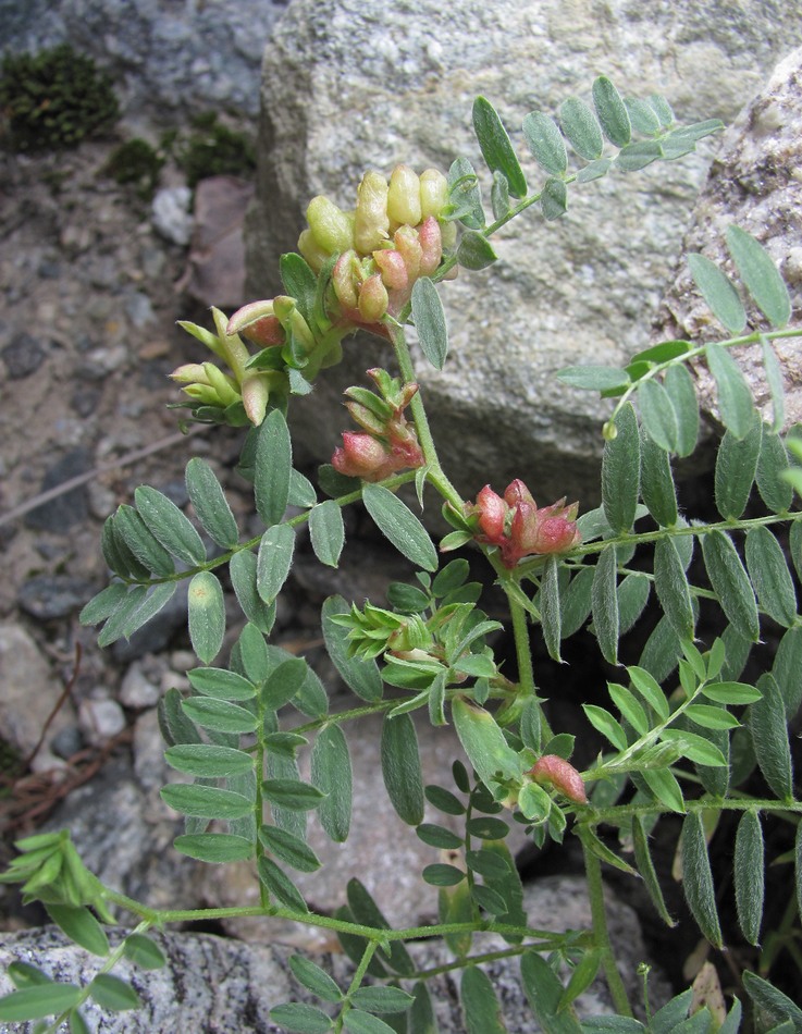 Image of familia Fabaceae specimen.