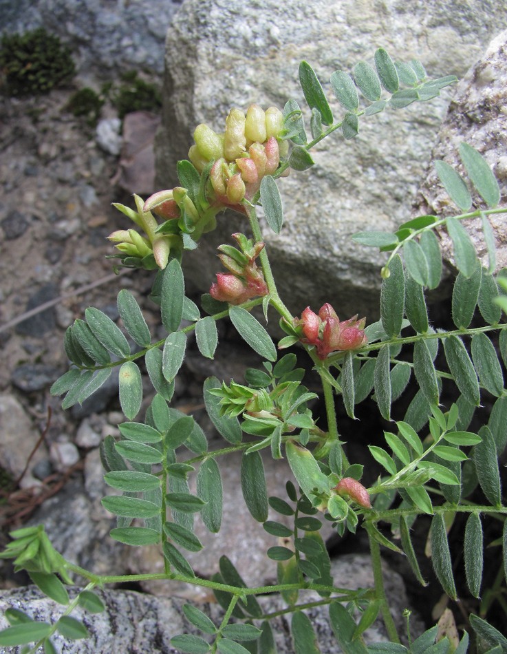 Изображение особи семейство Fabaceae.