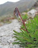 Campanula biebersteiniana. Генеративный побег. Кабардино-Балкария, Эльбрусский р-н, долина р. Адылсу, окр. ледн. Башкара, ок. 2650 м н.у.м., каменистое место. 23.08.2017.