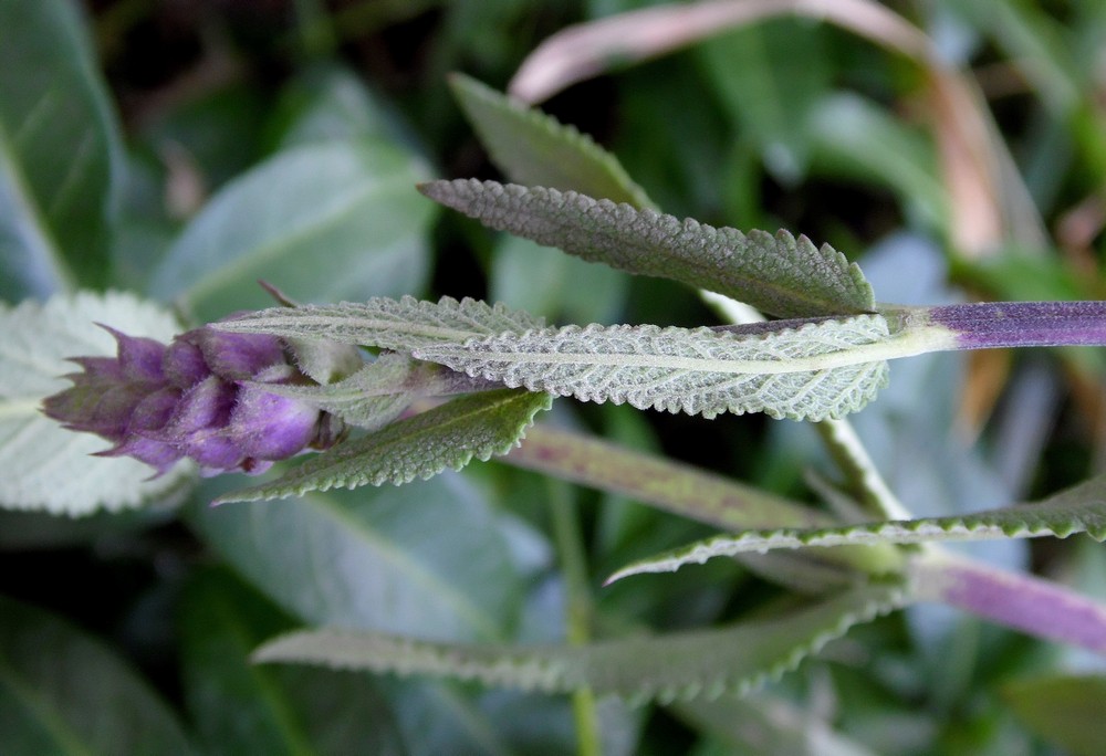 Изображение особи Salvia tesquicola.