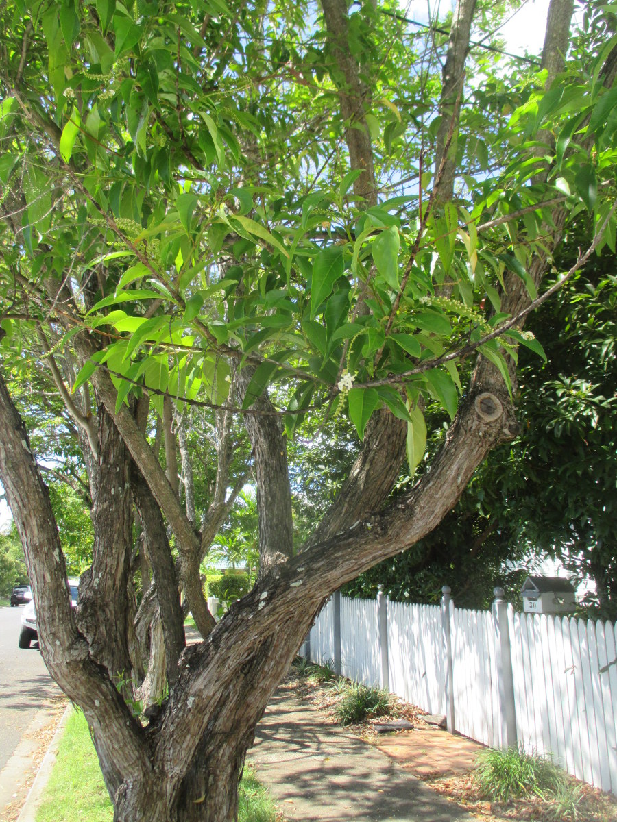 Image of Citharexylum spinosum specimen.