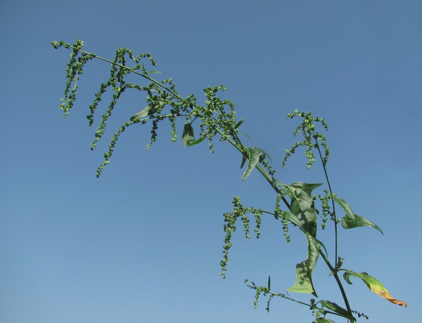 Изображение особи Atriplex sagittata.