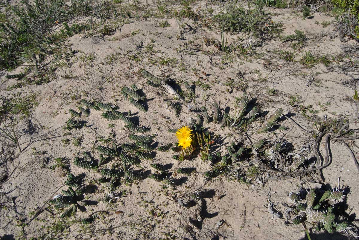 Image of Euphorbia caput-medusae specimen.