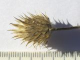 Cephalaria transsylvanica