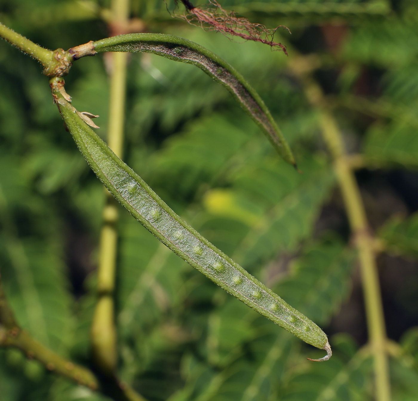 Изображение особи Albizia julibrissin.