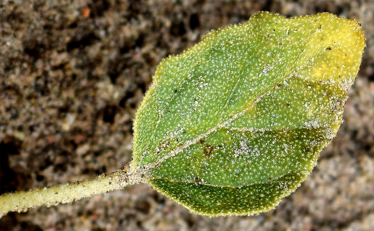 Image of Chrozophora cordifolia specimen.