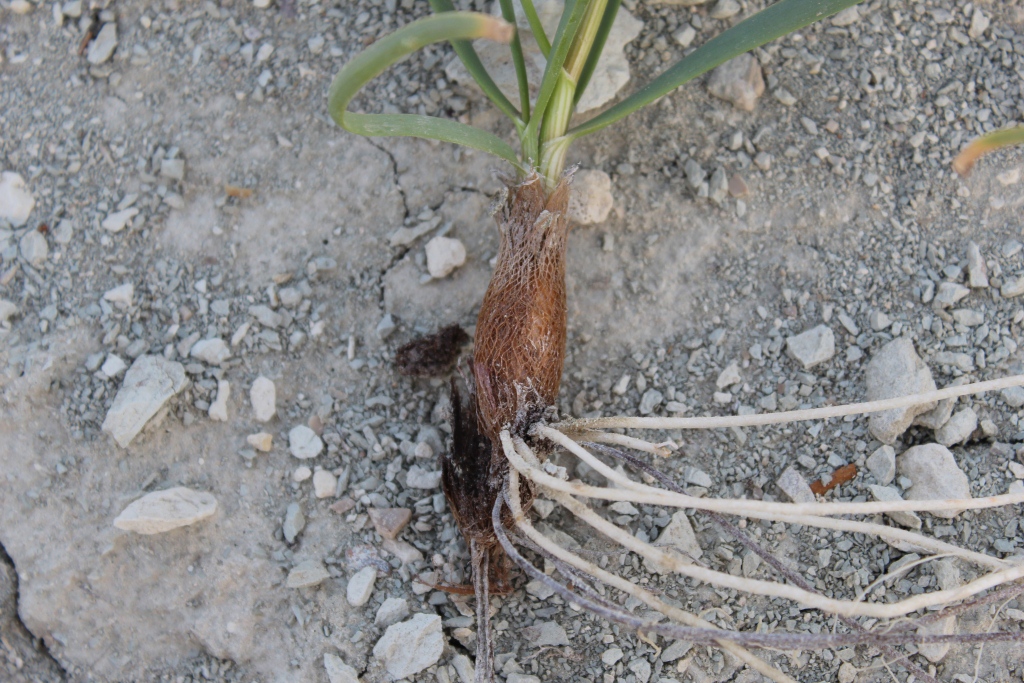 Image of Allium scabriscapum specimen.