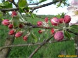 Malus sylvestris. Ветвь с расцветающими соцветиями. Украина, Ивано-Франковская обл., Долинский р-н, окр. г. Долина, на лугу. 29.04.2014.