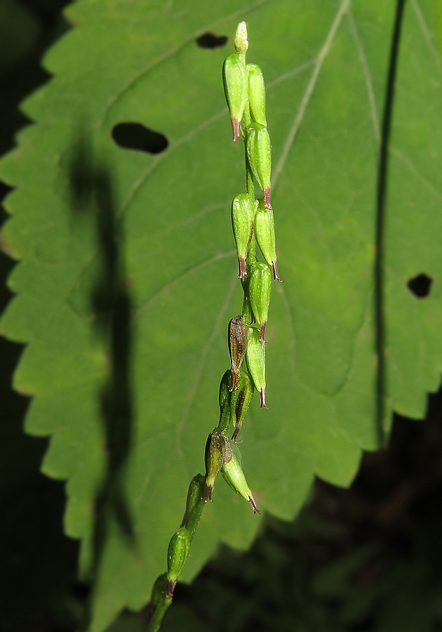 Image of Phryma asiatica specimen.