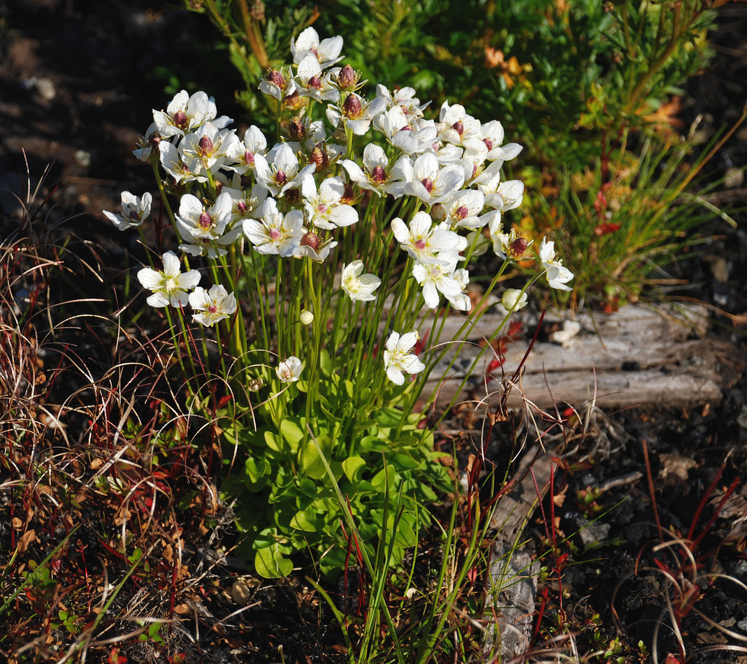 Image of Parnassia kotzebuei specimen.