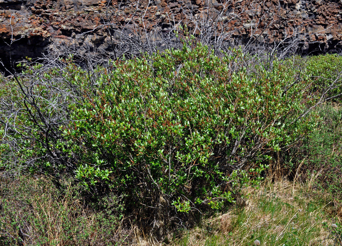 Image of genus Salix specimen.