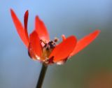 Adonis flammea