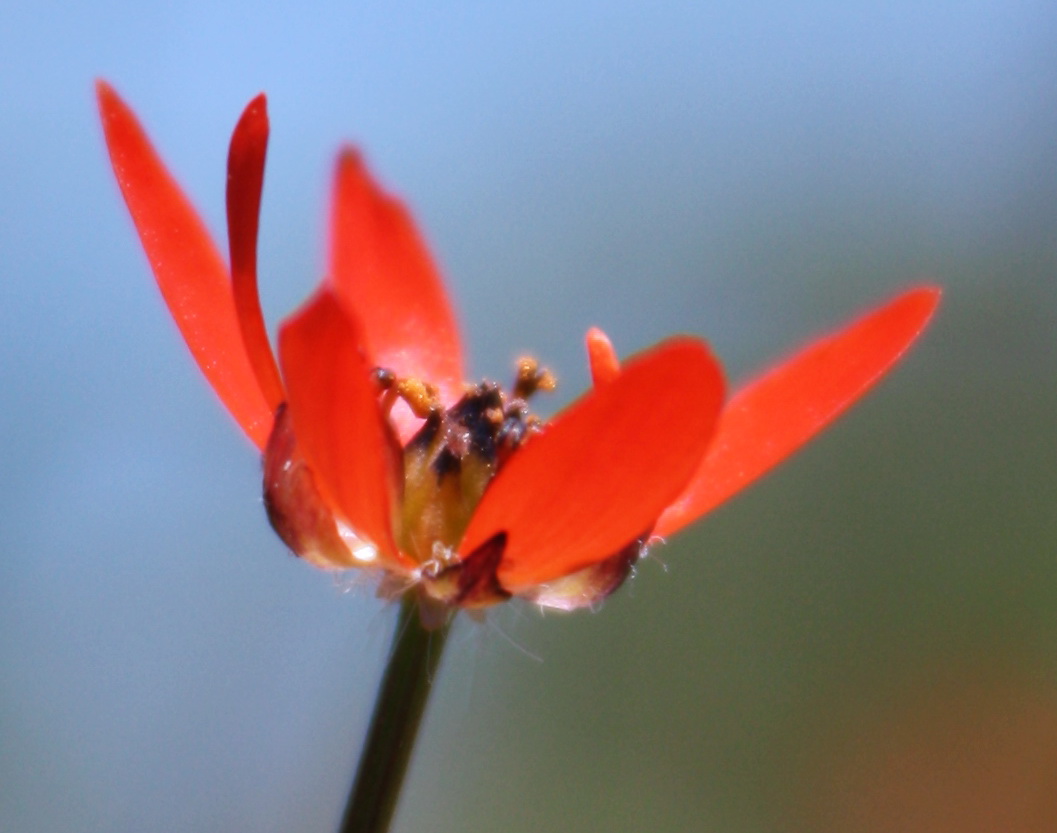 Изображение особи Adonis flammea.