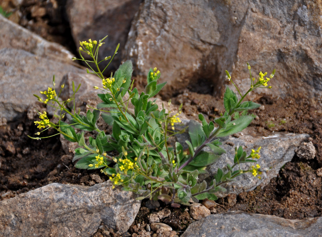 Image of Draba nemorosa specimen.